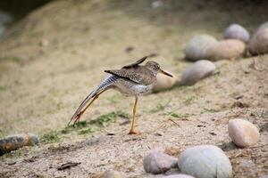 A bird is standing on the sand with its legs spread photo