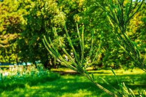 Araucaria araucana Close up on branches with thick and triangular leaves, scale-like with sharp edges and tips of Monkey puzzle tree or Chilean pine. photo