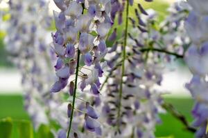 Wisteria Flowers, Closeup, Spring Bloom - A close-up image of purple wisteria flowers blooming in the spring. photo