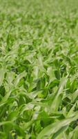 Dense Corn Field in Summer, A dense and vibrant corn field fills the frame with tall, healthy plants The bright green leaves of the corn plants are illuminated by sunlight, video
