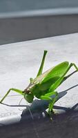 Close-Up of a Green Grasshopper on a Surface, A close-up view of a green grasshopper perched on a smooth surface, highlighting the insect's detailed features. video