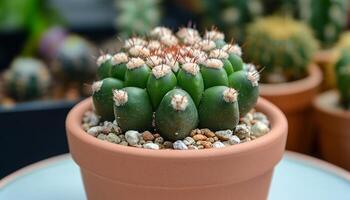 Cactus little succulent on vas for decoration table with blurred plant background photo
