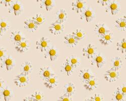 Natural summer chamomile flowers, minimal floral pattern on beige background. Layout with small fresh white daisy blossoms. Spring nature concept, summer seasonal field flower, top view. photo