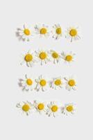 Floral square pattern with natural fresh Chamomile flower, yellow white blooming daisy flowers on white background. Summer bloom concept. Nature design minimal card, summer or spring flat lay photo