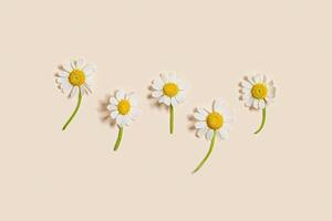 Natural fresh Chamomile flower in row, yellow white blooming daisy flowers on beige. Summer bloom concept. Nature design minimal background with copy space, creative flat lay photo