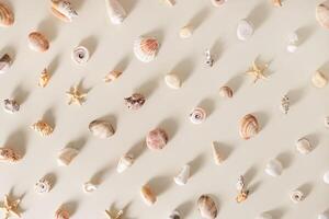 Seashells and starfish with long shadows on beige background. Summer concept. Nautical pattern pastel colored. Aesthetic trend layout shells, sea stars, minimal style creative composition photo