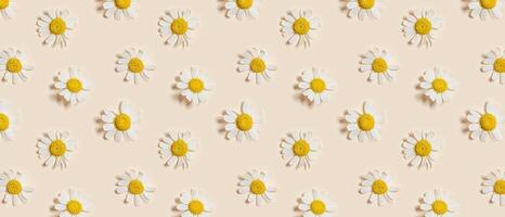 Natural summer chamomile flowers, minimal floral pattern on beige background. Layout with small fresh white daisy blossoms. Spring nature concept, summer seasonal field flower, top view banner photo