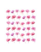 Natural Hydrangea pink flowers, minimal floral pattern Layout with small fresh blossoms. Spring holiday concept for Mothers day, 8 March, Womens day. Flat lay, square composition photo