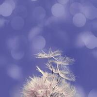 Blooming flower dandelion very peri color of the year, macro fluffy seeds, natural wild flower, violet background with copy space. Close up natural blossom, beauty in nature photo
