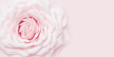 One white pink rose flower close up on pastel colored background with copy space. Fresh tender bloom rose, greeting card, invitation for romantic celebrations. Soft focus style nature image photo