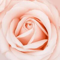 Blooming rose flower close up, soft peach pastel colored background. Fresh tender bloom rose, square greeting card, invitation for romantic celebrations. Selective focus photo
