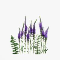 Natural flowering Purple flowers with green leaves on white background, minimal style aesthetic top view card. Beautiful spring summer seasonal still life with wild field or forest flower photo