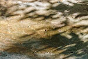 Close-Up of old Tree Trunk with shadows from leaves at sunlight. Abstract Wood Pattern, Beauty in Nature. Beautiful Organic textural wooden background, Botanical Photo bark of sycamore tree