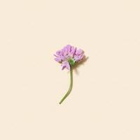 Summer violet colored wild flower on beige colored, minimal natural flowery background. photo