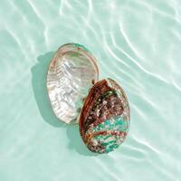 two abalone seashells floating on clear turquoise water with sun glare and waves. Shells of natural iridescent and rough textures. Minimal style pattern sea and ocean life background, copyspace photo