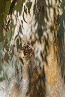 Close up of natural tree bark texture with leaves shadow from sun, old wood Trunk in earthy tones. Macro photo of nature design for backgrounds, environment aesthetics, or texture in graphic design