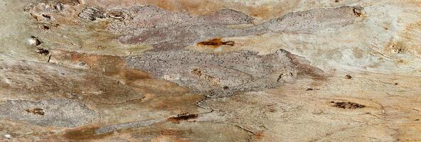 Close up of sycamore tree bark texture background showcasing natural wood patterns and Detailed rough grainy wooden surface, macro photo banner for eco-friendly project and nature-themed design