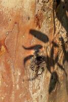 Natural Tree Bark Texture with dark shadow from leaves shadows at sunlight, Earthy Tones photo for Eco-Friendly Design and aesthetic Nature Backgrounds, natural surface of red orange vivid bark