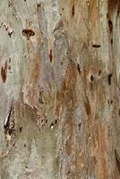 Detailed Natural Tree Bark Texture with Organic Cracks and Earthy Tones for Eco-Friendly Design and Rustic Nature Backgrounds, natural surface of bark sycamore close up, beige brown vivid color photo