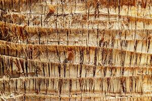 Closeup of natural palm tree trunk texture, pattern of fibrous layers and vertical ridges, earthy tones. Macro photo of nature design for backgrounds, eco themed concept, textures in graphic design