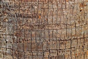 Detailed Natural palm tree trunk texture, Organic materials surface in Earthy Tones for Eco-Friendly Design or Nature Backgrounds, fibrous bark tropical plant close up, beige brown vivid color photo