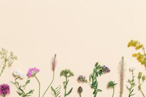 Varied forest grass and meadow flowers as stylish botanical background made natural plants photo