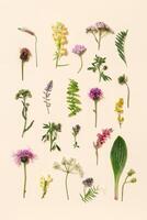 Top view fresh meadow flowers and grass on pale pink color background. Summer botanic flat lay. photo