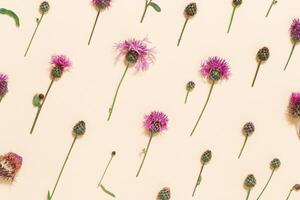 Forest grass and flower thorn thistle or burdock as stylish botanical background pastel colored photo