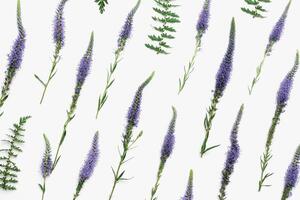 Top view floral pattern of natural wild flower on white, blossoming florals background, closeup detail, minimal composition. Delicate meadow flowers, spring summer flowery concept, botanical aesthetic photo
