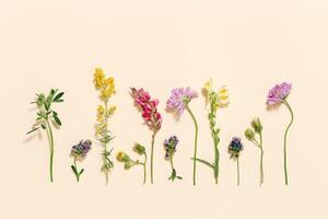 Natural summer wildflowers, meadow herbs and field bloom plants, green grass, small wild bloom, forest thistle, fern photo