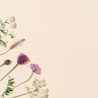 Natural summer wildflower, meadow herbs and field bloom plants, green grass, small wild blossom, forest thistle, fern photo