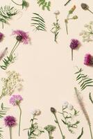 Natural floral frame with summer wild flower and grass. Botanical border from meadow herbs and field bloom plants photo