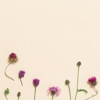 Forest grass and flowers thorn thistle or burdock as stylish botanical background pastel color photo