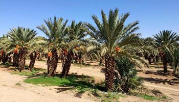 Date Palm Trees in a Desert Farmland under a Blue Sky photo