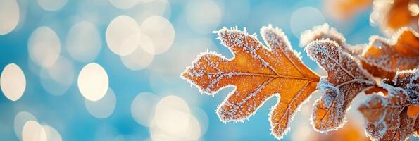 Frosted Oak Leaves On Bokeh Background In Vibrant Autumn Colors, Winter Wonderland Scene photo