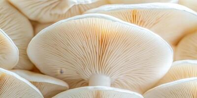 Close-Up Texture Of Fresh White Oyster Mushrooms On A White Background, Minimalist Food Photography photo