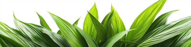 Vibrant Green Tropical Leaves on White A Study in Natural Beauty, Texture, and Isolation photo
