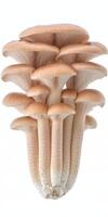 Isolated cluster Tightly packed, delicate pink oyster mushrooms on a pristine white background. photo