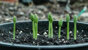 A group of young plants sprouting from a black pot photo