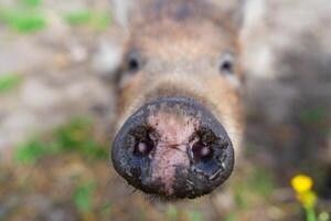 Wild boars feeding on green grain field in summer. Wild pig hiding in agricultural country copy space. Vertebrate grazing in summertime with blurred background. photo