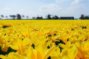 Daffodils in Field Blooming Spring in Netherlands. Yellow daffodil field. Spring dutch daffodil field as a floral background. photo