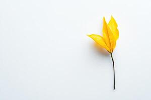 Single vibrant yellow leaf on white background photo