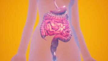 Digital Visualization of Human Digestive System in Pink video