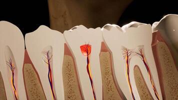Cross Section of Human Teeth Showing Nerve Structure video