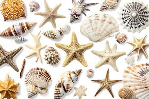 Various shells and starfishs are arranged in a pattern photo