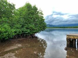pier with mangrove trees and water in the background photo
