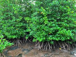 mangrove trees whose roots are embedded in the mud photo