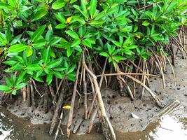 mangrove roots grow in mud photo