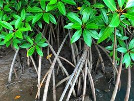 mangrove roots in the water photo