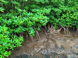Mangrove conservation trees grow well in water photo